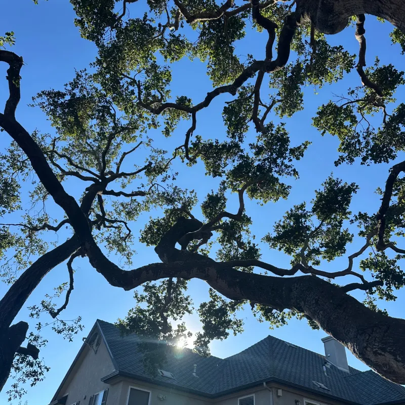 Tree Removal