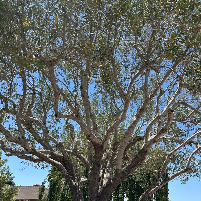 Tree Trimming